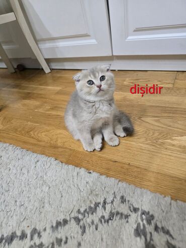 Pişiklər: Şotland, Dişi, Yaxşı əllərə, Ünvandan götürmə, Pulsuz çatdırılma, Ödənişli çatdırılma — 4