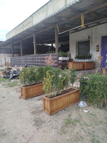 Bitkilər üçün dibçəklər: 🇦🇿Bakı şəhəri üzrə zəmanətli Taxta dipçəklərin topdan və pərakəndə — 8