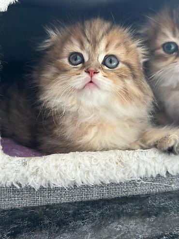 Pişiklər: Britan — 7