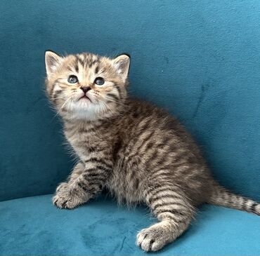 Pişiklər: Britan, Ünvandan götürmə — 5