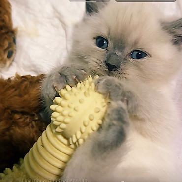 Pişiklər: Şinşilla, Erkək — 3