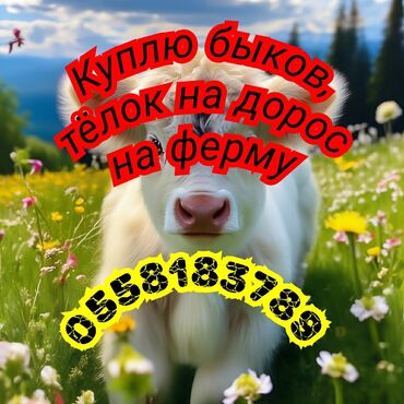 ангуз бука: Куплю | Коровы, быки, Лошади, кони | Круглосуточно, На откорм, Самовывоз