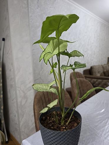 kalanxoe bitkisi: Synginium otaq bitkisidir - Növ: Syngonium podophyllum (ox şəkilli — 1