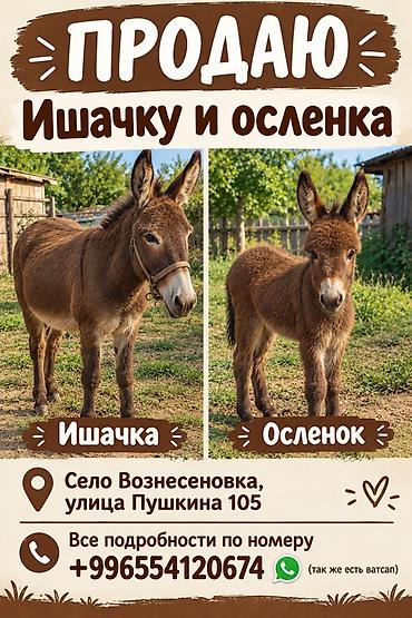 Продам с/х животных: Срочно продаю ишачку и осленка . Все подробности на фото . (Фото — 1