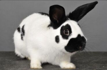 Животные: Продаю крольчат:
парода арабская 
цена 1500