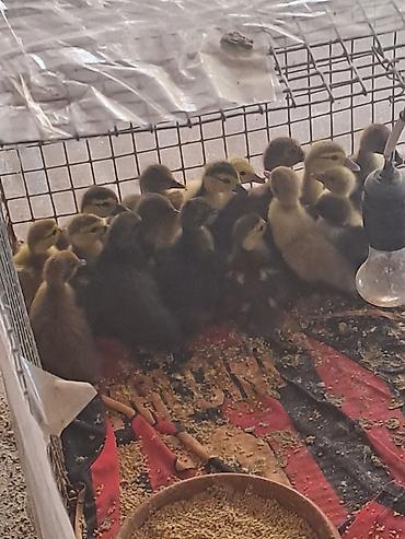 pavlin goyercin satisi: Cins Lal ördək balaları lavanda,krasnadarmacarzümrüd 5 günlüklər — 1