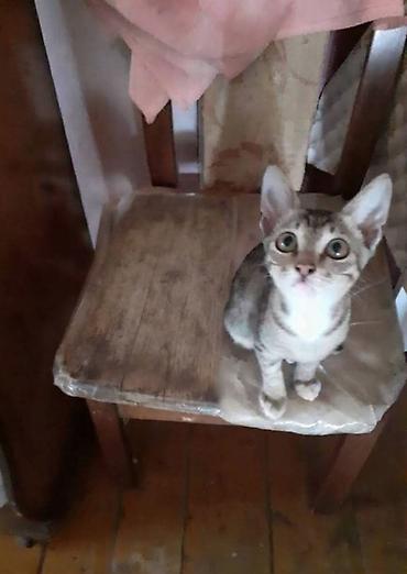 pisik səkilləri profil ucun: Lənkəranda etibarlı əllərə bala pişik🐈🐈🐈sahibləndirilir.Şirin, insana — 3