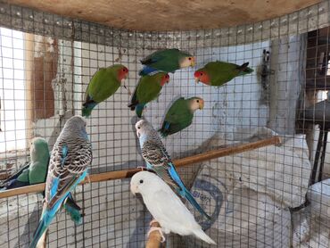 Tutuquşları: Fişer nerazlucnik ayrılmazlar maskvıy papuqayları bala verən cütlər — 8