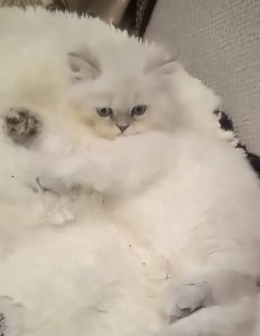 ragdoll pisik: Fars, Dişi — 4