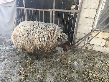 dişi pişiklər: Qoyun – yerli cins, qalın və uzun yunlu. - Növ: ana qoyun - Rəng — 3