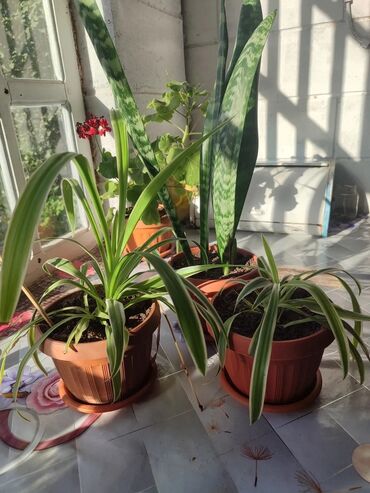 Хлорофитумы: Продаю комнатные цветы Сансевиерия-250сом (тещин язык ) Хлорофитум — 8