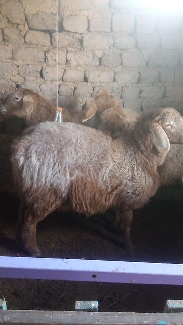 Баран, овца: Продаю | Овца (самка) | Для разведения | Матка — 5