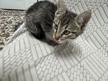 сколько стоят вислоухие кошки: Кошка даром: Беспородная, 6 месяцев, Девочка