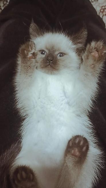 кошки сиамская: Сиамская, 2 месяца, Девочка, Приучена к лотку — 4