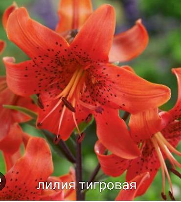 Другие виды семян и саженцев: Все растения что на фото, есть в наличии — 25