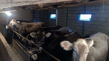 Коровы, быки: Продаю | Корова (самка) | Швицкая | Для разведения | Стельные — 12