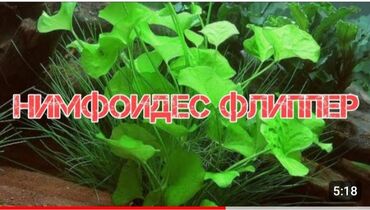 Үй жаныбарлары: Продаю аквариумное растения нимфоидес флипер 300 сом аквариумная ряска