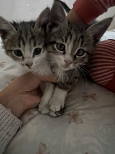отдам щенка немецкой овчарки в хорошие руки: Беспородная, 2 месяца, Мальчик, Проглистована — 1