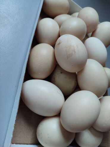 brama yumurtasi: Dişi, | Lal ördək, Yumurtalıq, Pulsuz çatdırılma