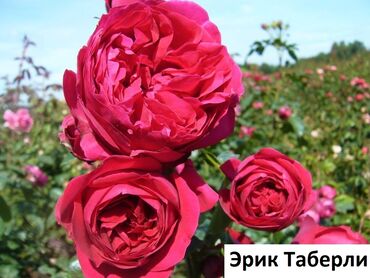 саженцы голландских роз: Корни роз