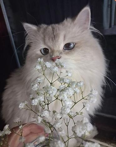 Qızıl şinşilla, Erkək, Cütləşmə üçün