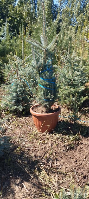 Декоративные деревья: Саженцы деревьев: Ели, Бесплатная доставка — 13