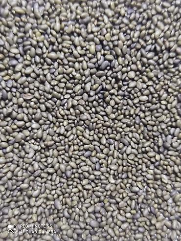 Клевер: Беде Урук сатылат,тап таза,кара беде 7 жыл,Магнитка,пектус,Урук — 7