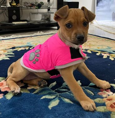 İtlər: Zərif və ağıllı ba - Cins: Cek Rassel Teryer - Rəng: qızılı-qəhvəyi — 10