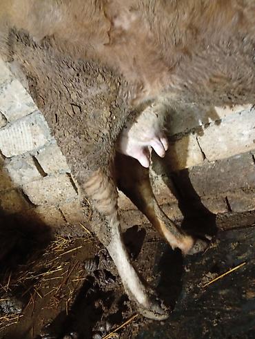 Inəklər, öküzlər: Satılır: inək Xüsusiyyətlər: - Süd istiqamətli yerli cins (qarışıq — 3