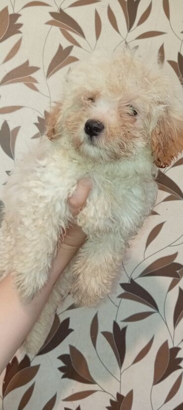 İtlər: Pudel, 3 ay, Erkek, Peyvəndli, Ödənişli çatdırılma