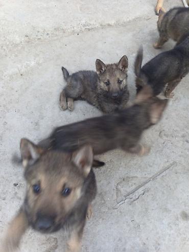 dog argentinian: 1 ay, Erkək, Ödənişli çatdırılma — 4