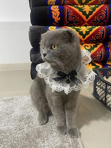 Продажа кошек: Шотландская вислоухая кошка (Scottish Fold), окрас сплошной голубой — 10