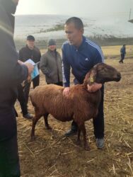 дом для кош: Сатып алам | Кочкорлор, койлор | Бордоп семиртүү үчүн