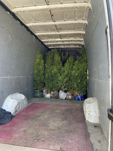 Декоративные деревья: Продаются декоративные хвойные растения 🌿🌲 Мы имеем большой опыт — 3