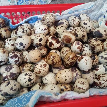 трафареты для рисования животных: Птицы at lalafo.kg трафареты для рисования животных: Птицы