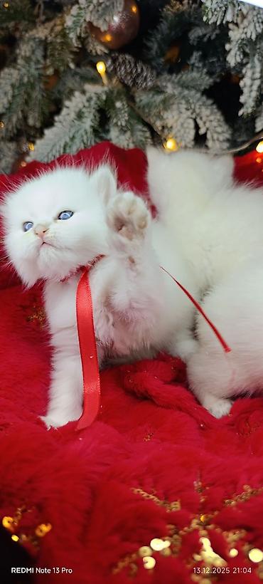 Pişiklər: Şotland, Erkək, Dişi, Yaxşı əllərə, Ödənişli çatdırılma, Ünvandan götürmə, Rayonlara çatdırılma — 1