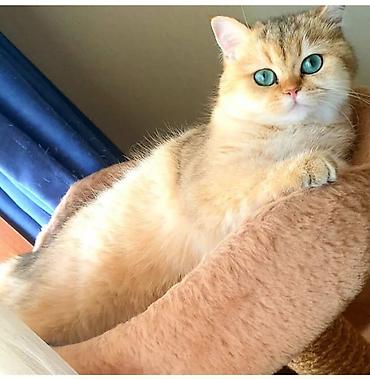 Pişiklər: Şotland — 7