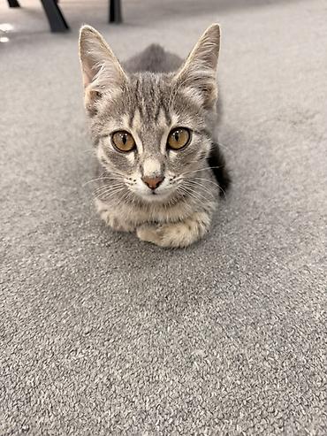 серая кошка: 3 месяца, Девочка, Серый, Приучена к лотку — 6