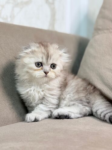 Pişiklər: Şinşilla, Dişi — 4