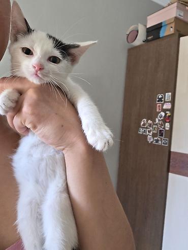 возьму котёнка в добрые руки: Кошка даром: Беспородная, Мальчик, Приучена к лотку — 1