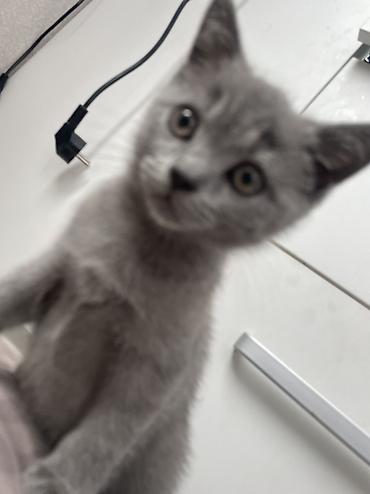 Другое: Серая кошка — 2