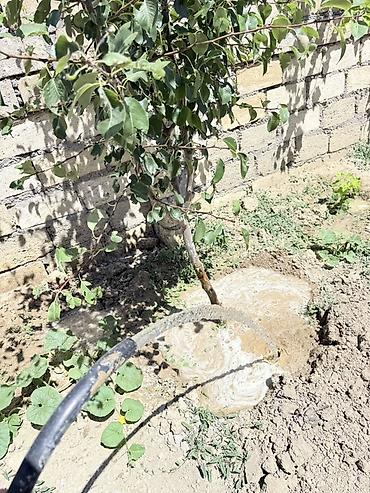 Həyət evləri və villaların satışı: 4 otaqlı, 170 kv. m, Təmirsiz — 24