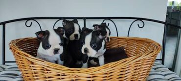 torba za kucne ljubimce: Boston terrier stenci iz vise kombinacija otvoreni za rezervacije od
