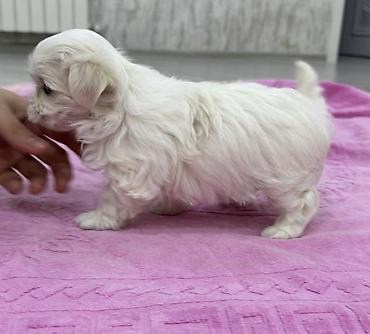 İtlər: Malta bolonka — 5