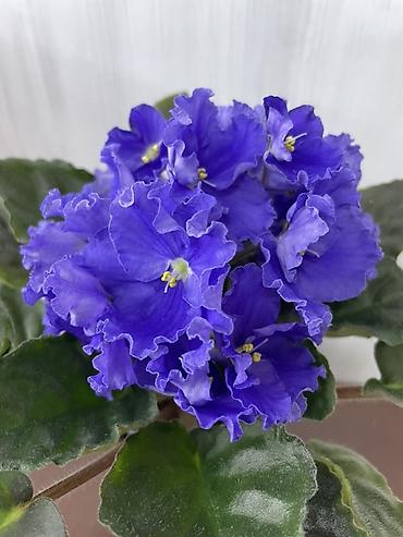 Фиалки и глоксинии: Продам! 1 Детки стандартных сортовых фиалочек. Цена за детку от 80 — 4