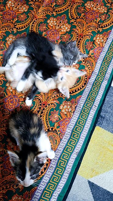 Продажа кошек: Котята, домашний отдам в добрые руки лоток ходит сами кушают 2 месяца — 5