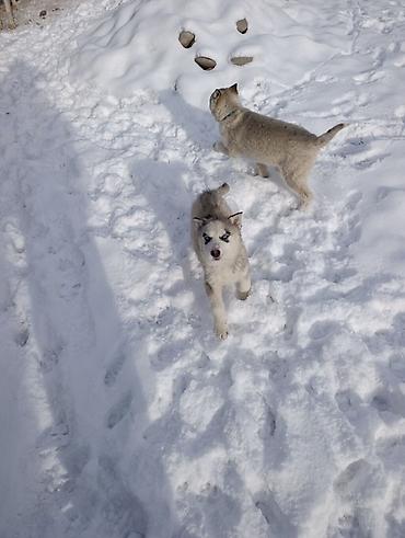 Продажа собак: Продается щенки хаски !!!! — 3