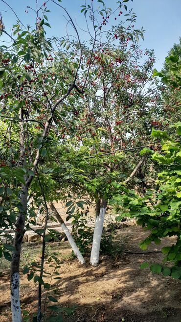 Uzunmüddətli kirayə evlər: 24 kv. m, 1 otaqlı, İnternet, Qaz, İşıq — 24