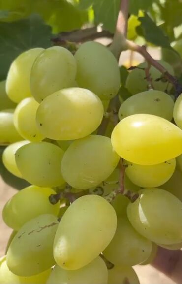 Şitillər: Gəl, bax, seç, apar. Məkan Bilgəh. Köklü Torpaqlı dibçəkdə: Ağ şanı - — 3