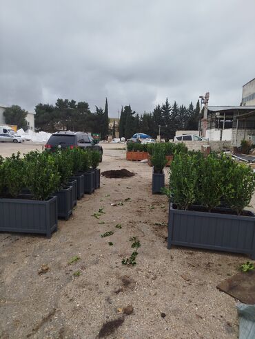 Bitkilər üçün dibçəklər: Məhsul: Dekorativ uzun formalı dibçəklər (ağac/kol əkilmiş) Endirim — 4